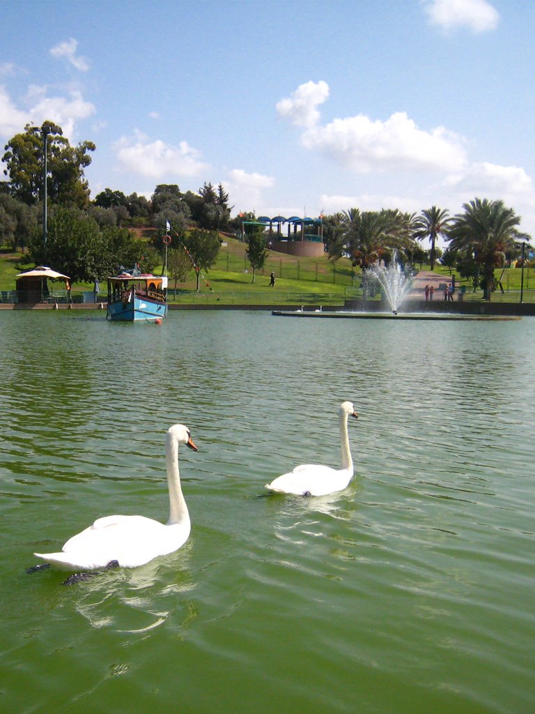 Swans in Raanana Park