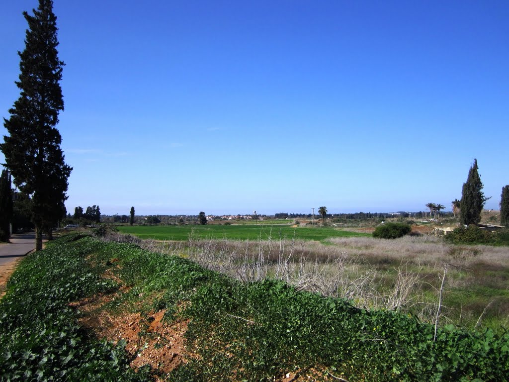 Beside Yavne road  2011Dec
