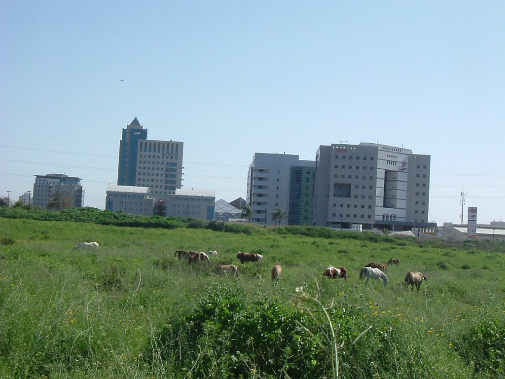 Horses near Raanana industrial area