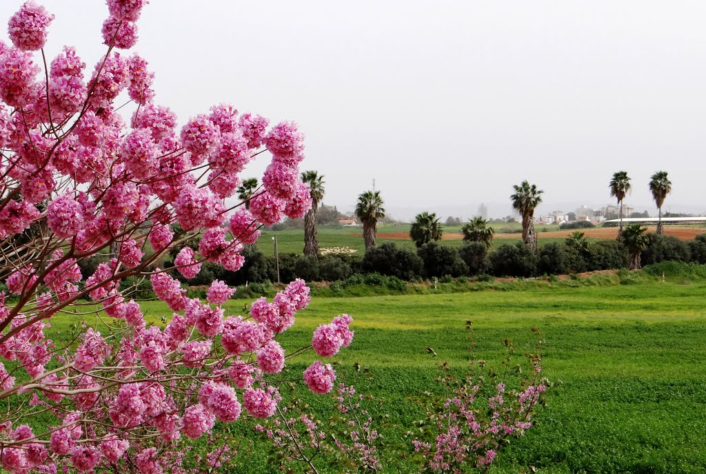 FIELDS SPRING