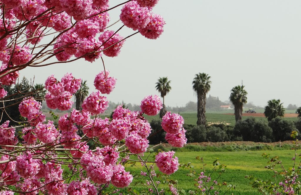 SPRING FIELDS