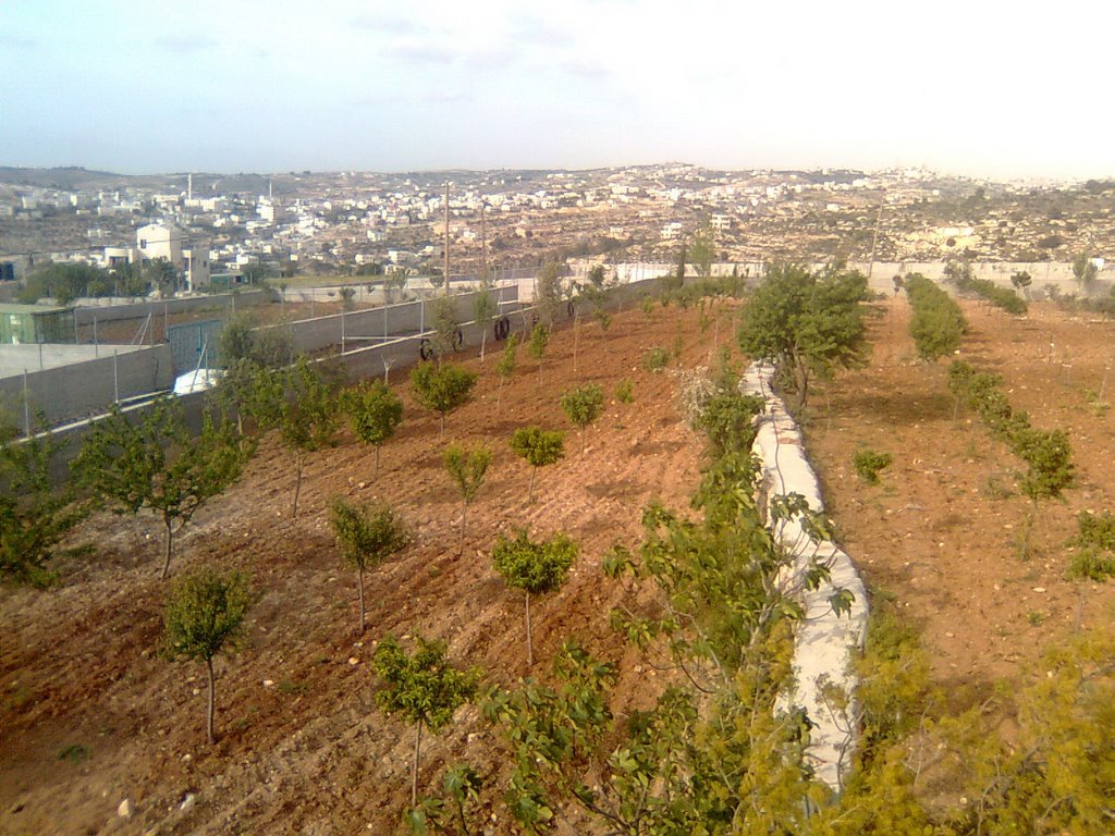 taibah