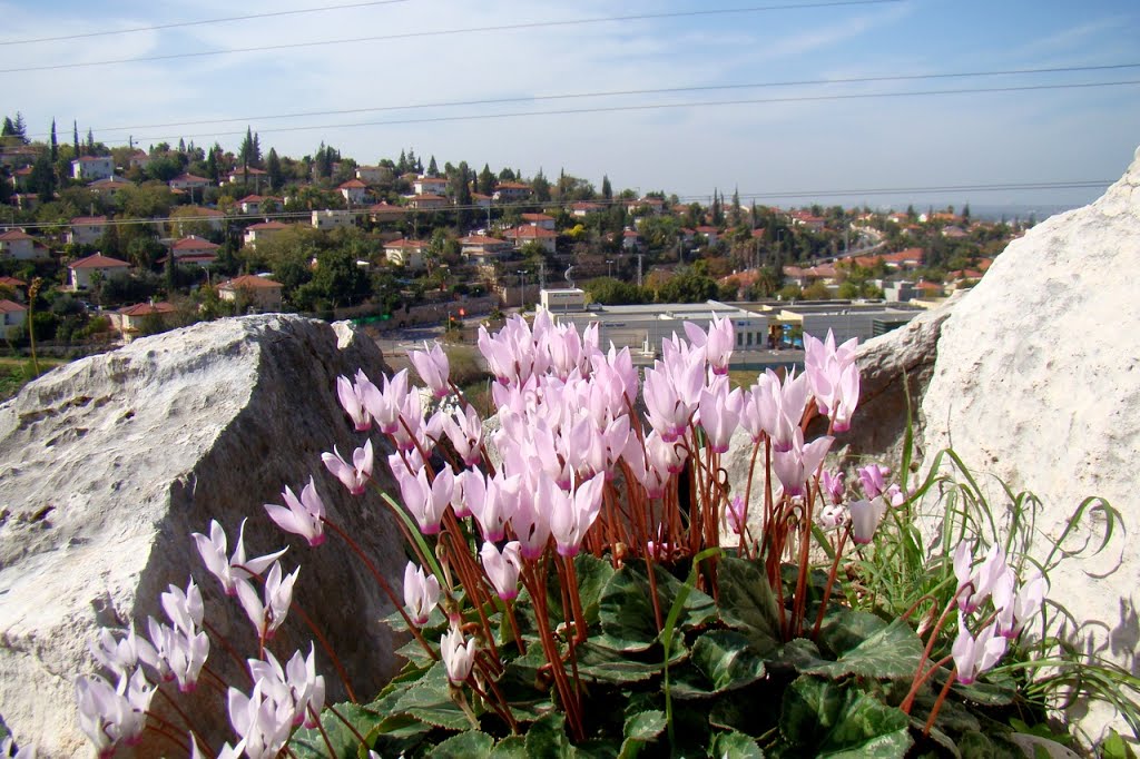 Israel. Rosh Haayn