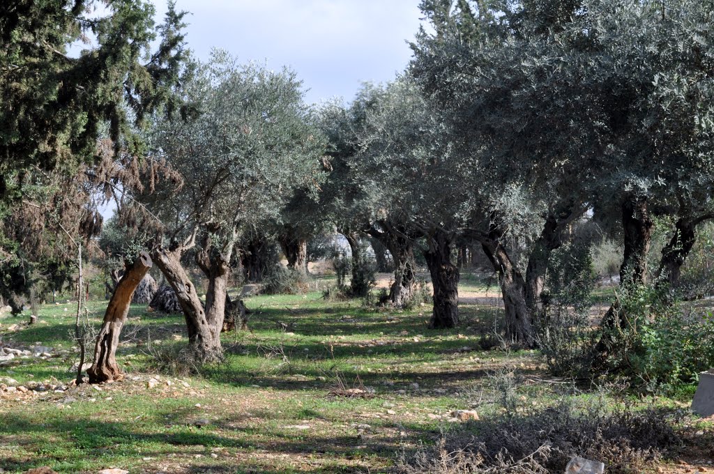 Trail to (the probable site of)  biblical Ebenezer