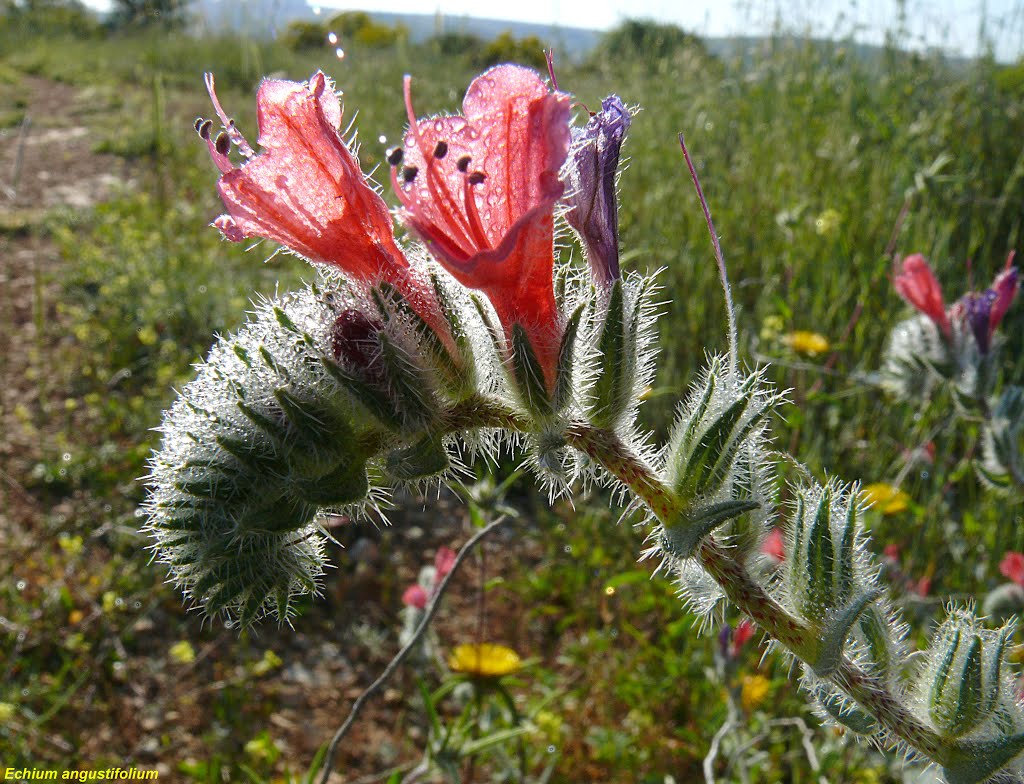 Spring in Samaria (Shomron), Ariel
