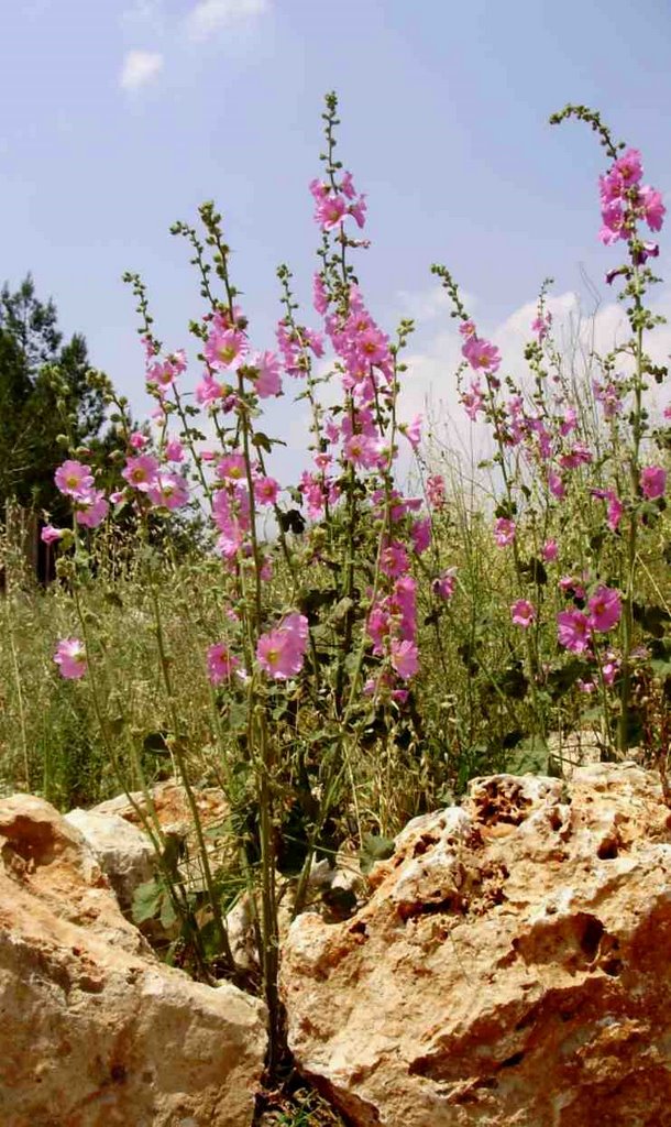 shomron  flowering