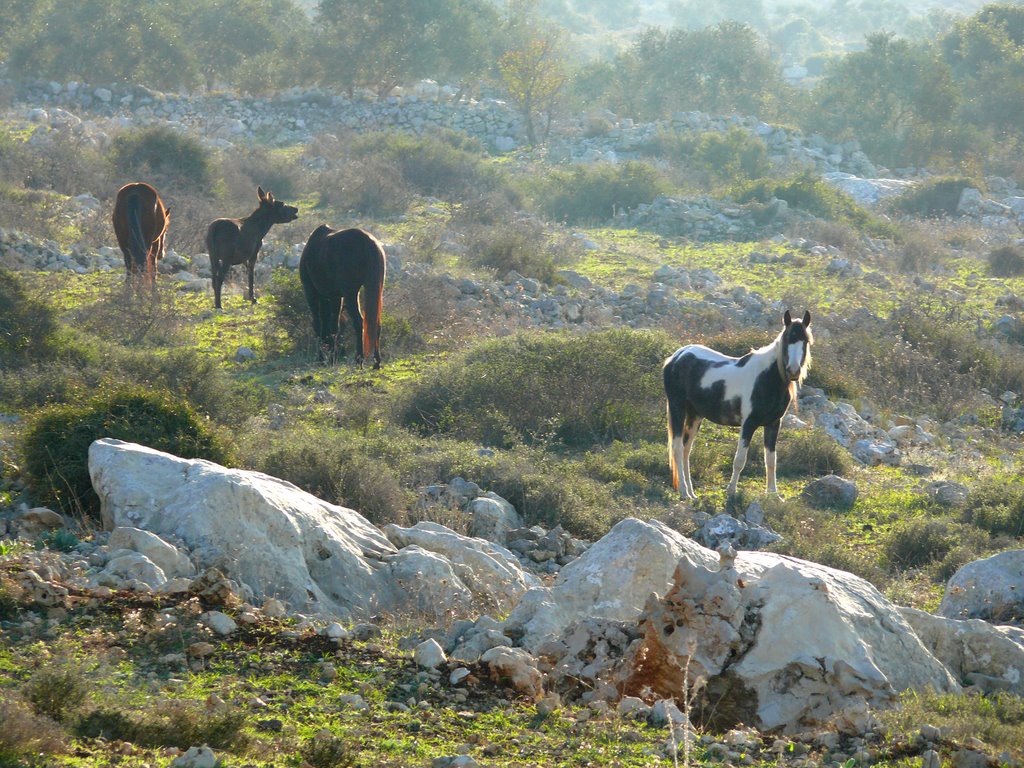 Nablus