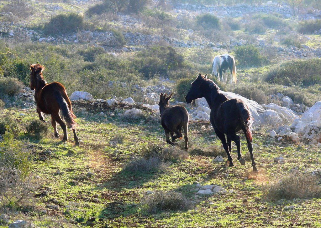 Free Horses, a ravine between Salfit and Ariel (2)