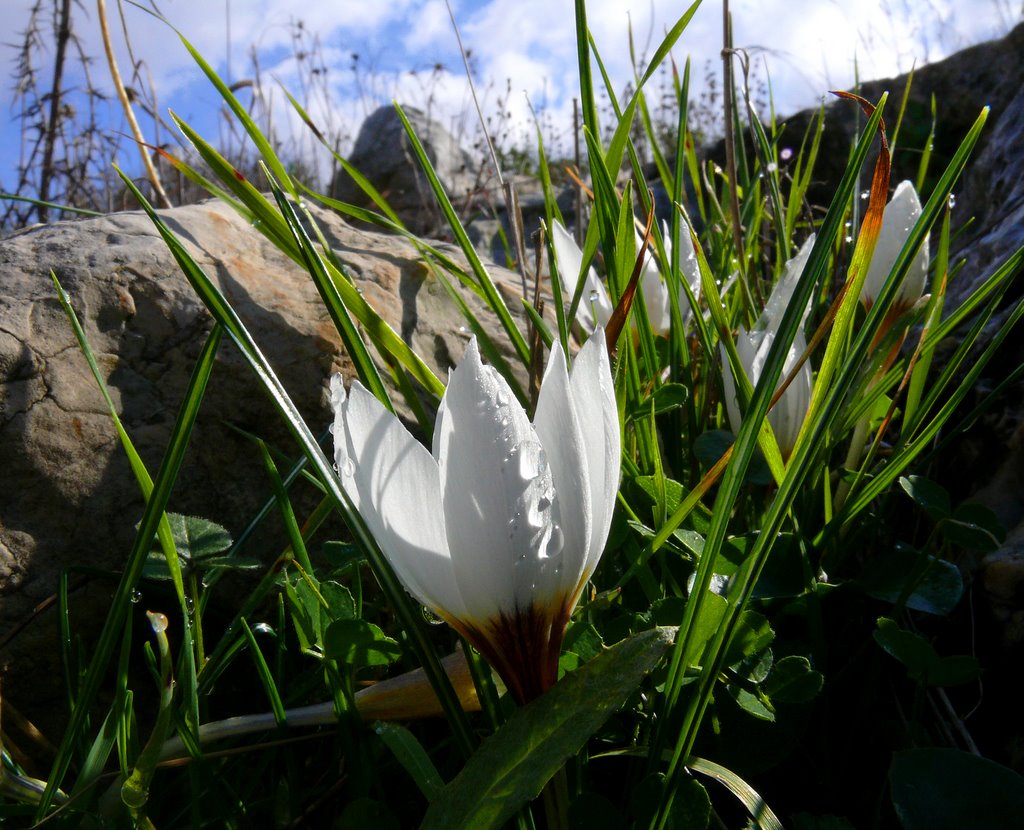 Winter crocuses (Crocus hyemalis), Ariel, Shomron