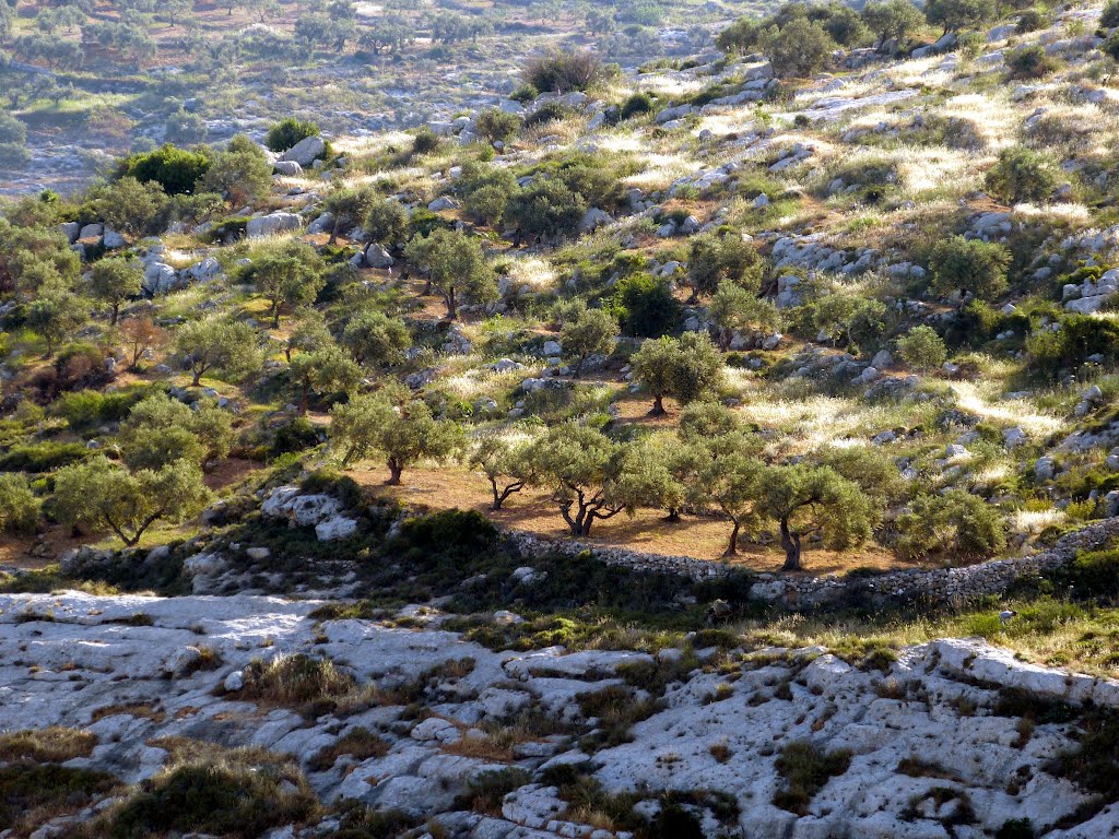 Banī Zayd
