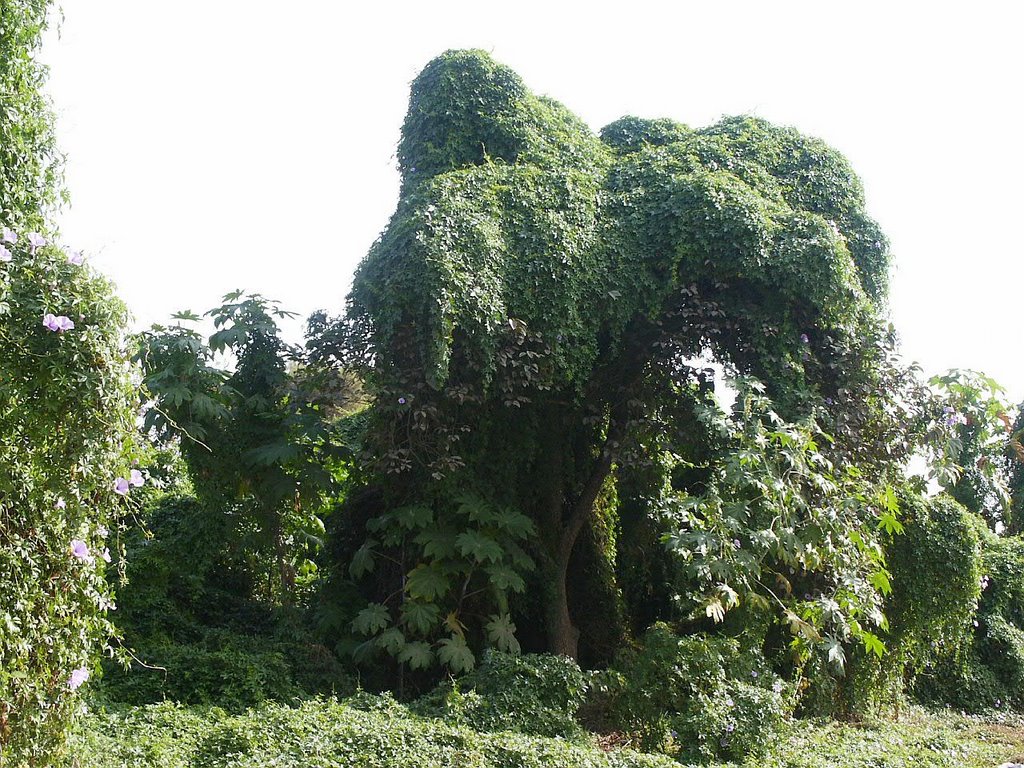 overgrown nature (gone already)