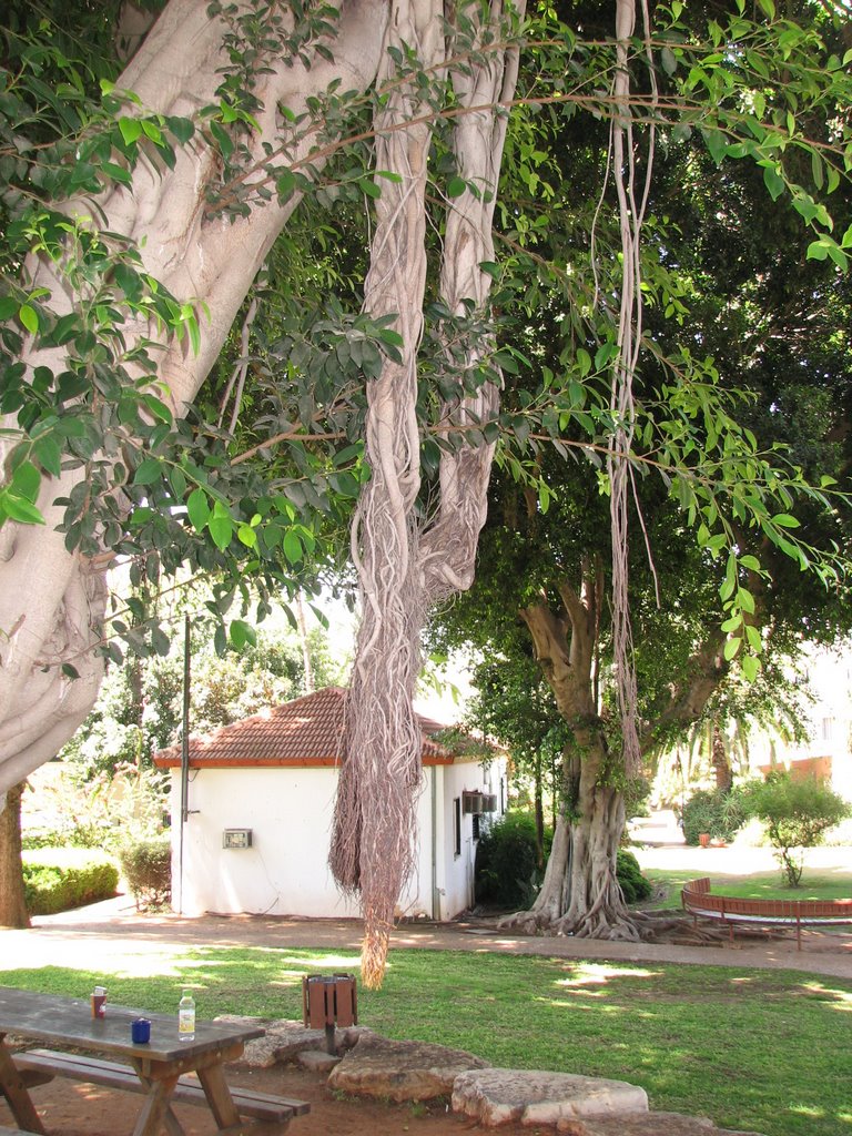 Shalvata MHC