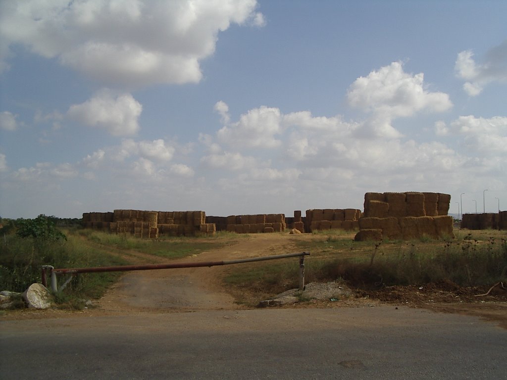 Field at Southern Adanim Entrance - שדה בכניסה הדרומית למושב עדנים