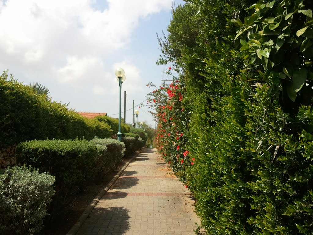 Simta yafa