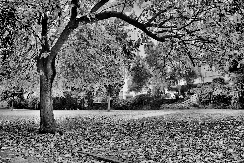 Garden in IR