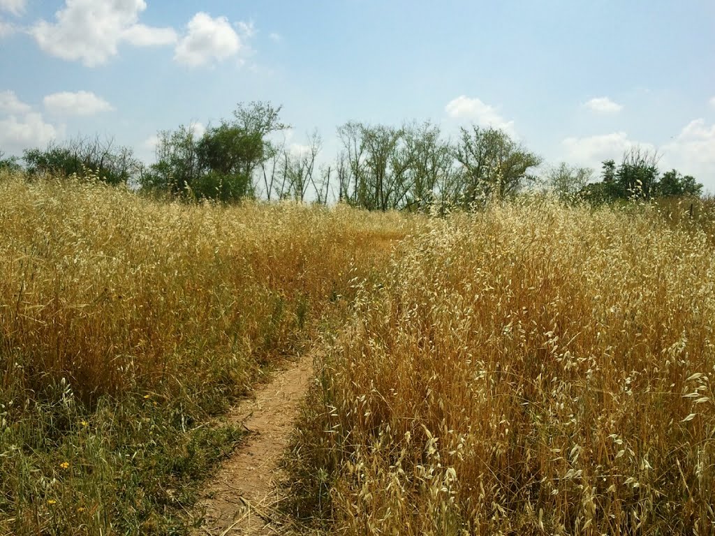 Field Trail