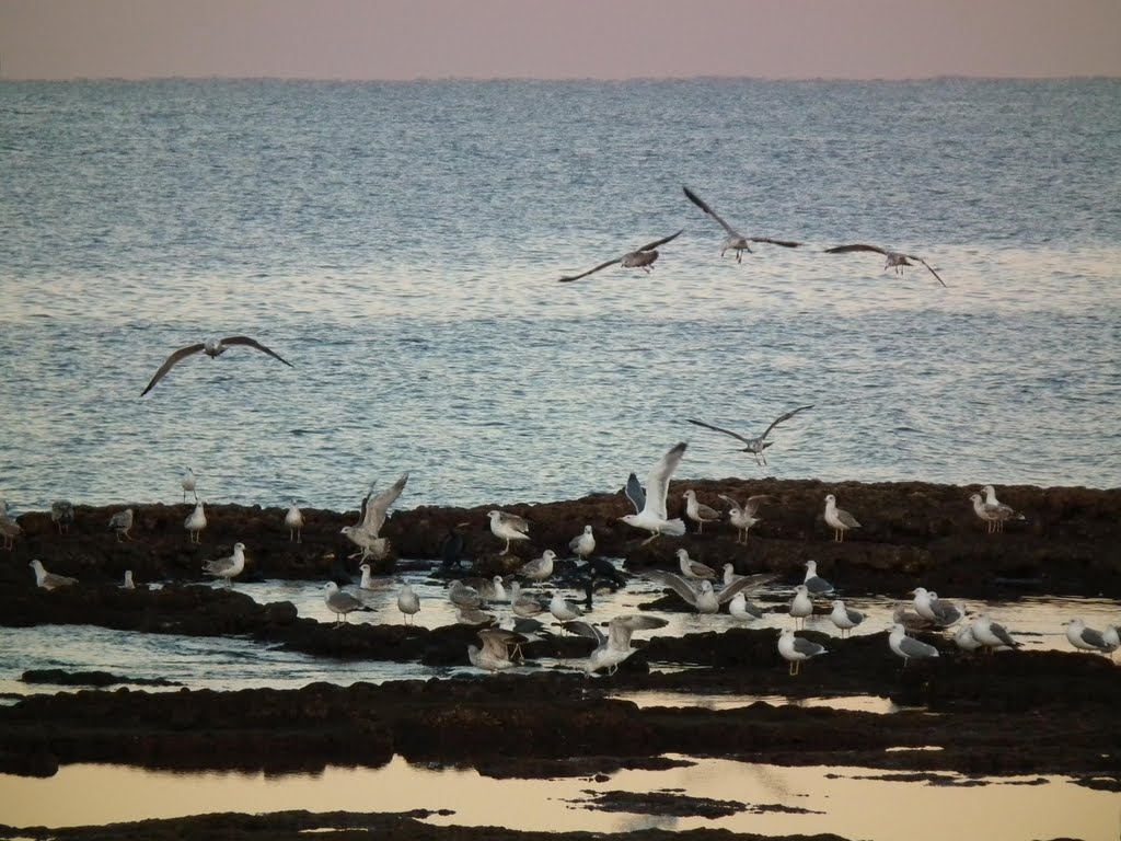 Seagulls in a morning exaltation