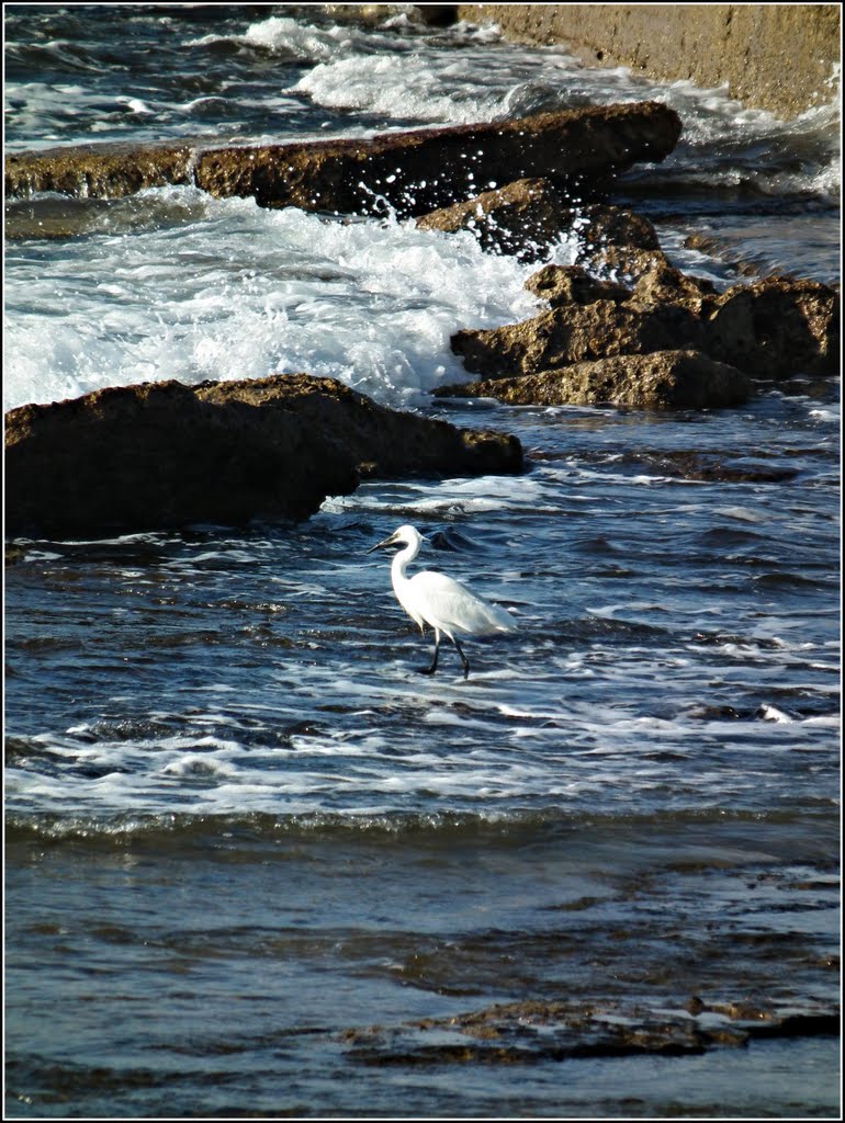 To enjoy the beauty of the heron I recommend maximal size
