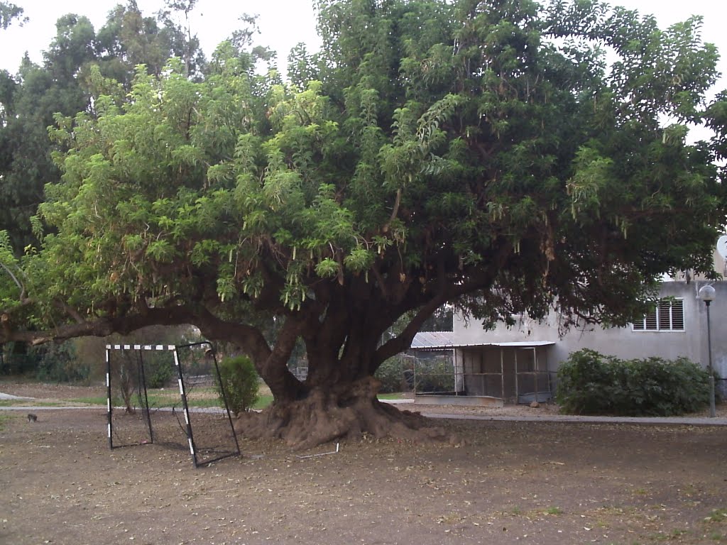 Merhavia Kibbuts מרחביה קיבוצ 2011