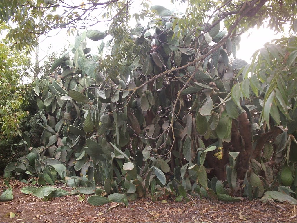 Merhavia Kibbuts מרחביה קיבוצ 2011