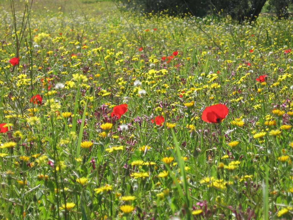 Wildflowers