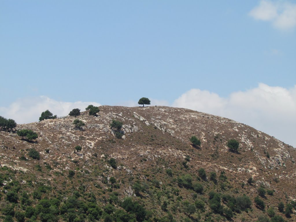 Karmiel region, Nahal Hilazon Single tree on Bald Mountain, Israel