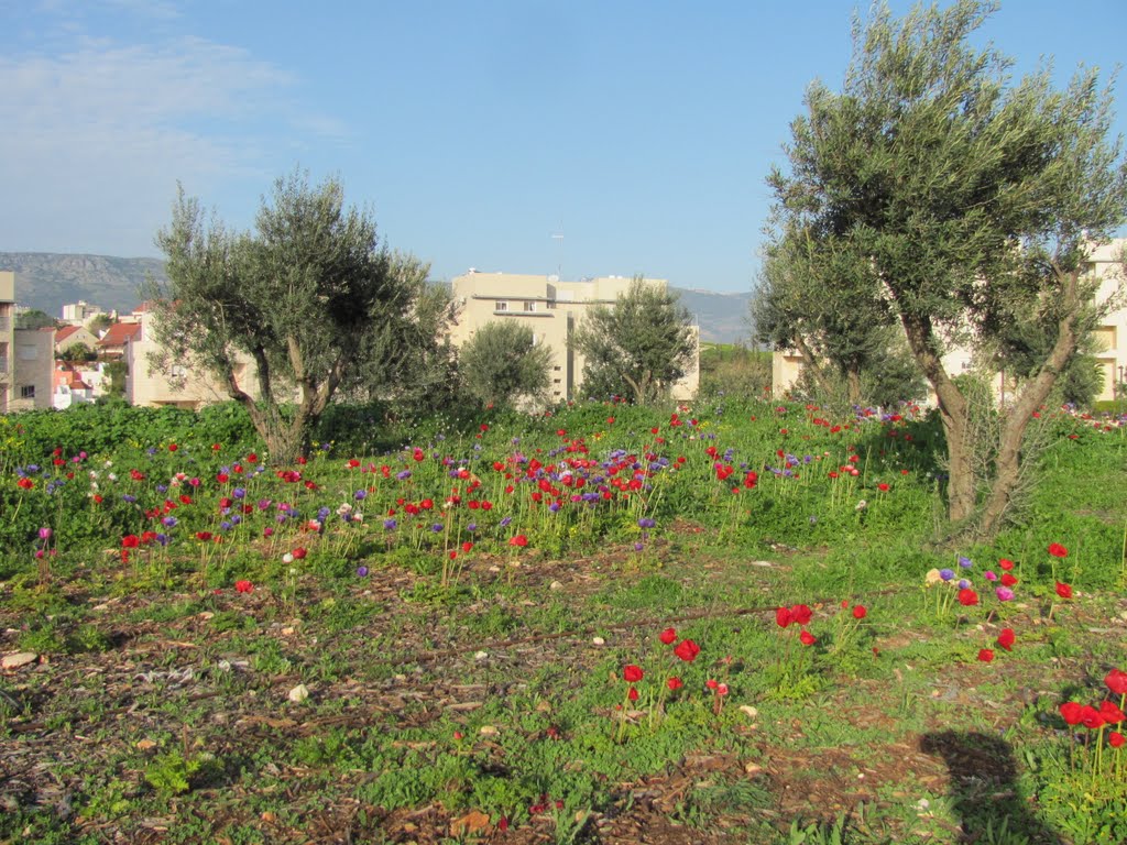 Anemones in Karmiel