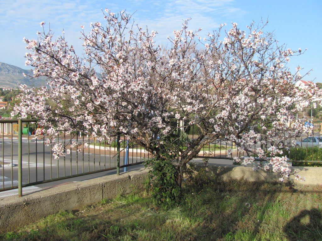 Blossoming tree