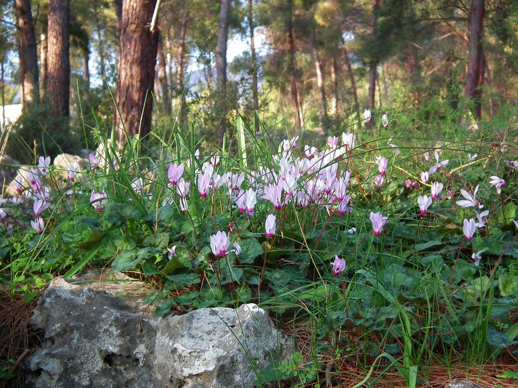 Primrosemania