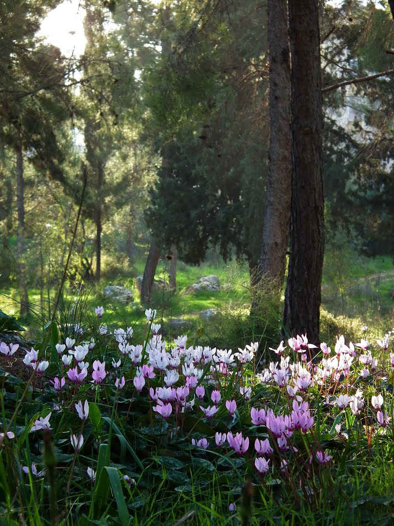 Primrosemania