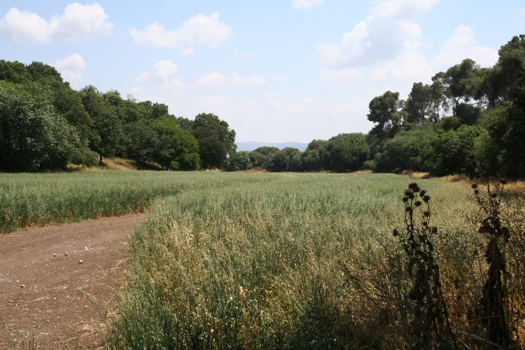 Oat field, spring 2008