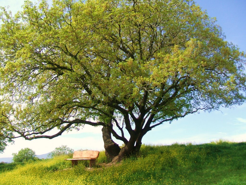 Spring In Tivon