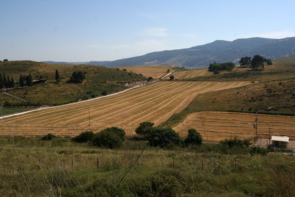 Fields, End of spring, Near Kfar Ha Tikva