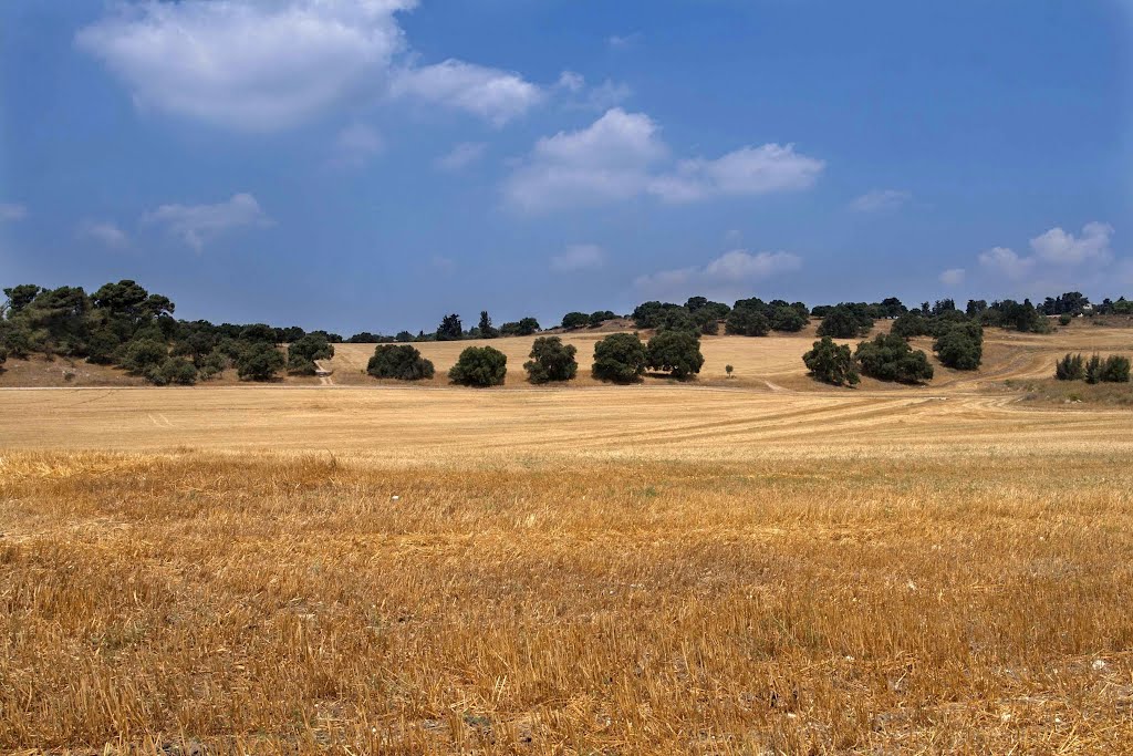 Golden fields, Oaks trees, summer