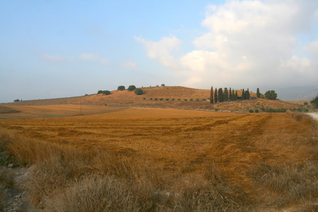 Golden wheat fields after harvest