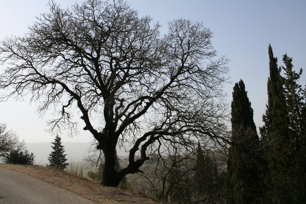 Oak tree