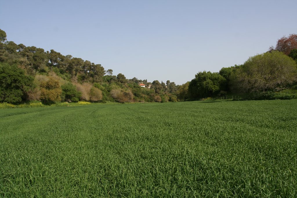 Tivon at spring time