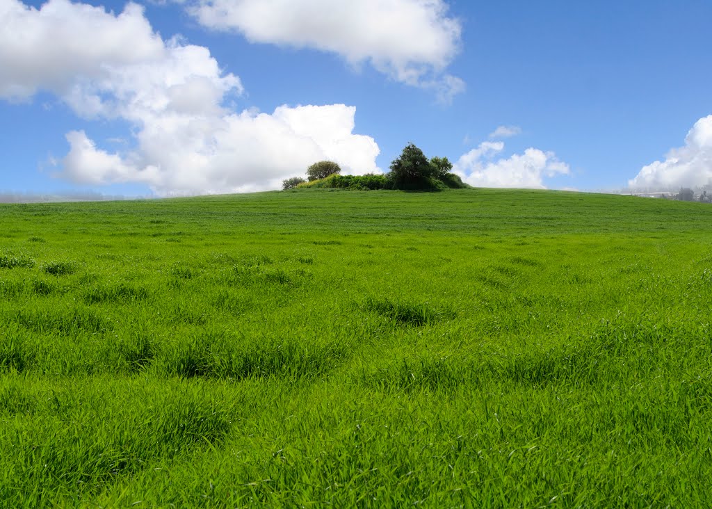 Green wheat fields, Perfection