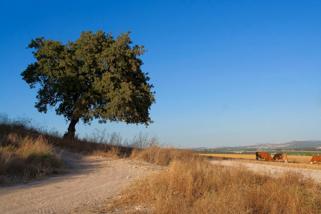 Lonely Oak tree, summer time