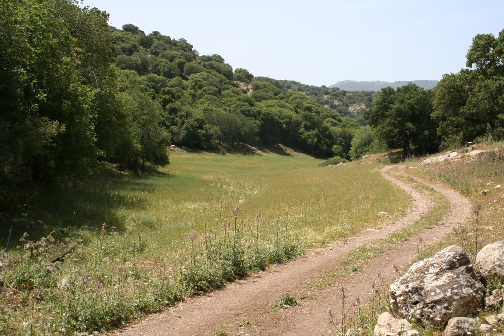 Meadow
