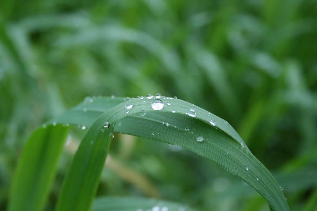 росинка (dew drop)