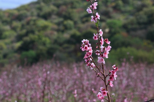 Israel_Trail_Tel-Hai_to_Yesha