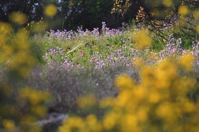Israel_Trail_Tel-Hai_to_Yesha