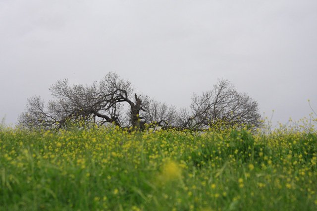 Israel_Trail_Tel-Hai_to_Yesha
