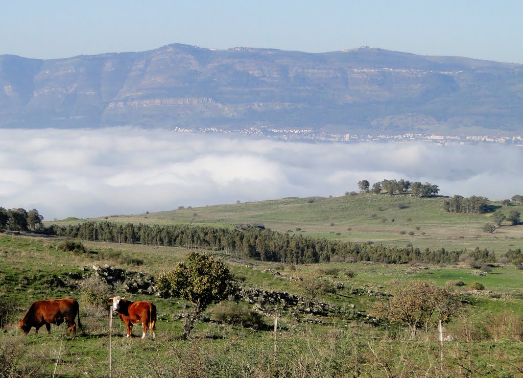COWS HAHULA VALLEY