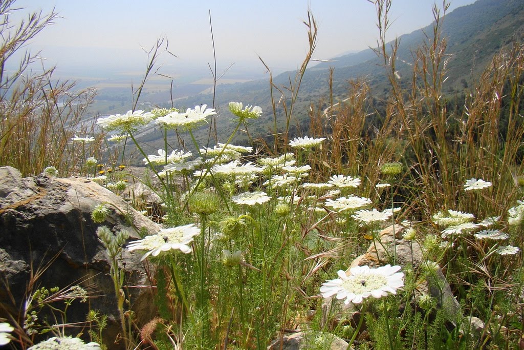 Israel. Ramot Naftali (Naphtali Ridge)