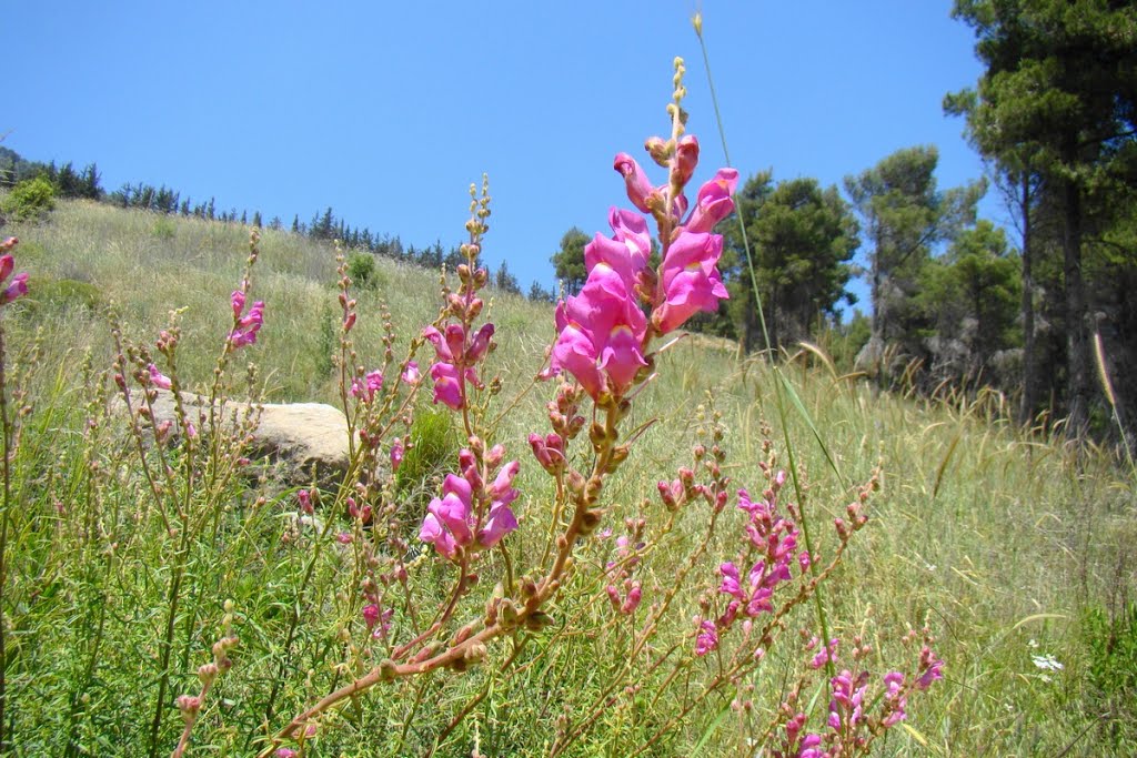 Israel. Ramot Naftali (Naphtali Ridge). Protected plant in Israel Great Snapdragon (Antirrhinum majus)