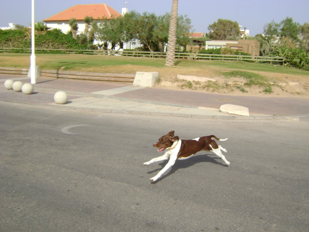 dog running at nahariya