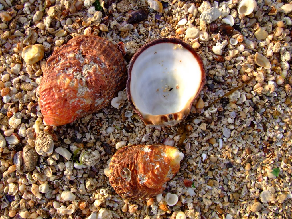 Shell