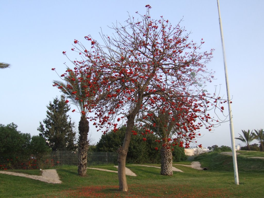 Nice tree